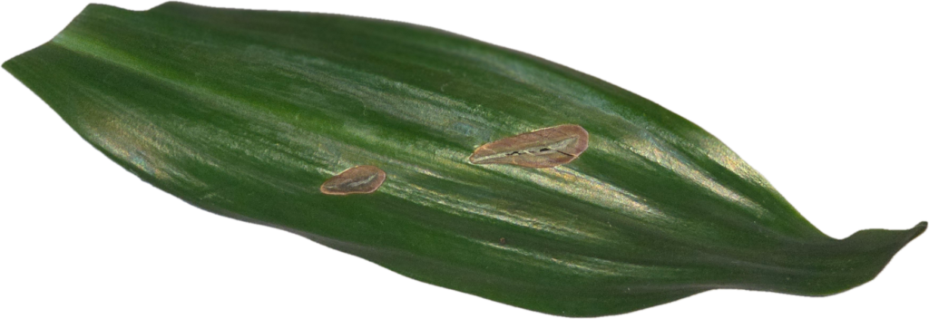leaf with fungal infection