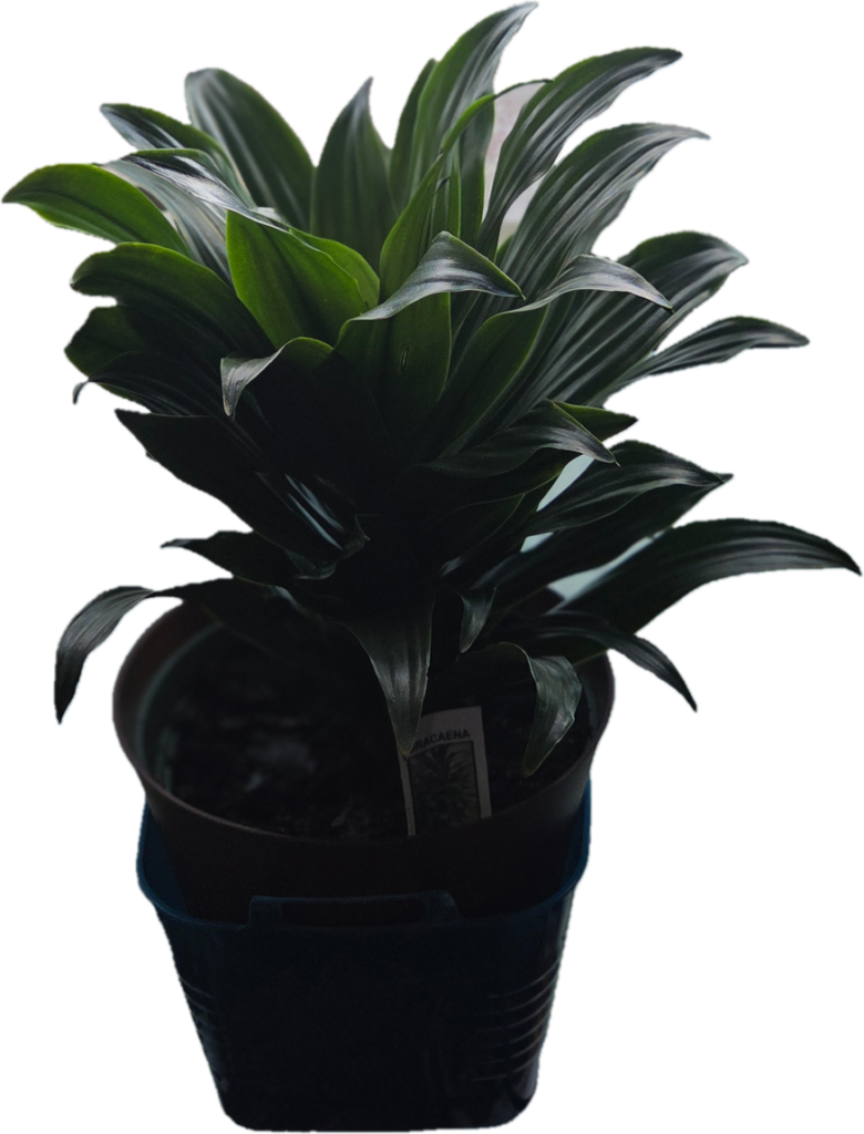 my dracena plant
