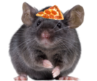 rat with pizza hat