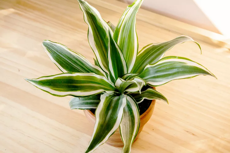 dracena photo